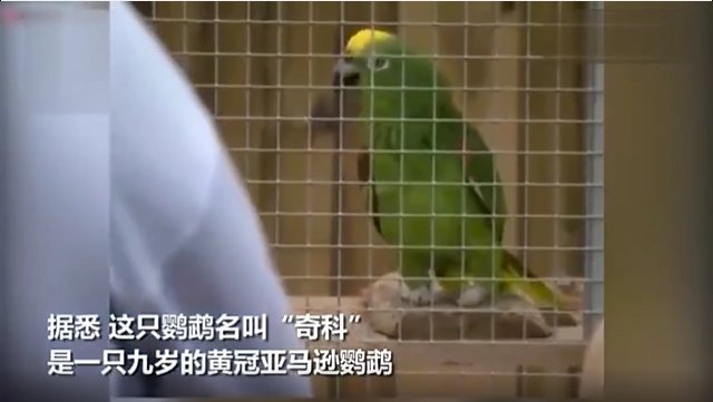 鹦鹉模仿碧昂斯唱歌时的表现如何?