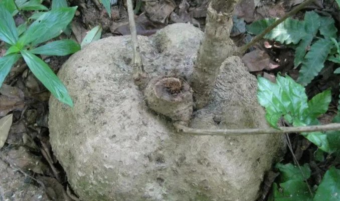 千金藤种植