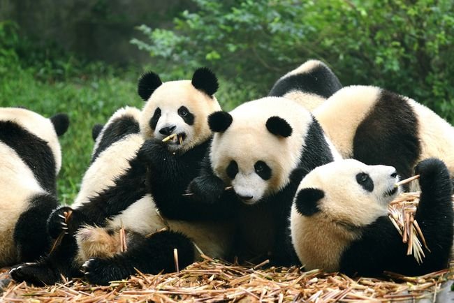 22省份国庆旅游收入四川第一,四川有哪些值得一去的景点?