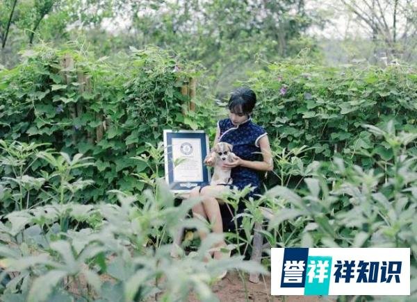 李子柒再刷世界纪录，吉尼斯官方这样评价她