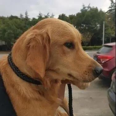 泪奔,被寄养金毛犬暴走100公里回家 主人:这辈子再不分开!