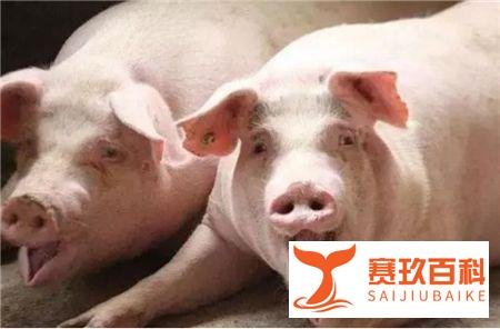 肉猪价“雷霆上涨”,有人却说养猪不赚钱,为啥?答案来了!