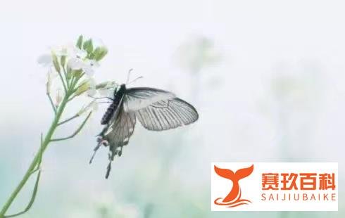 童安路·精选文章:《 花香满径》