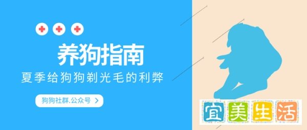 夏季给狗狗剃（光）毛的利弊分析