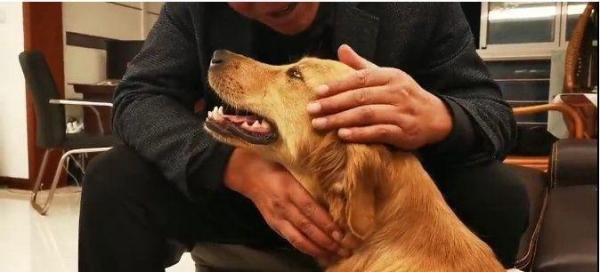 泪奔,被寄养金毛犬暴走100公里回家 主人:这辈子再不分开!