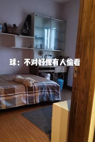 狗狗仪式感太强!铺床关灯睡觉一气呵成,毫无违和感?
