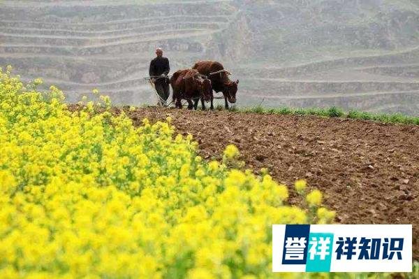 「全县静默，庄稼没法静默」事件发生的根源在哪里？