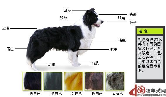谁知道这是什么品种的狗啊