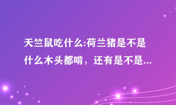 天竺鼠吃什么:荷兰猪是不是什么木头都啃，还有是不是什么草都可以吃？