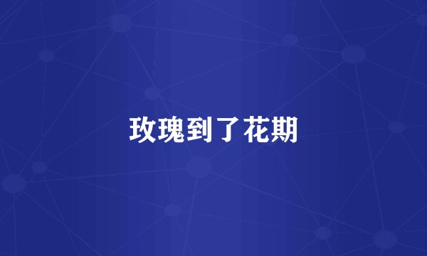 玫瑰到了花期