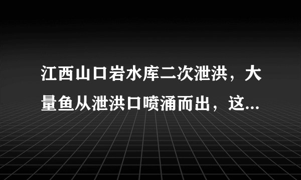 江西山口岩水库二次泄洪,大量鱼从泄洪口喷涌而出,这些鱼能食用吗?