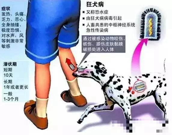 狗会给人传染什么病