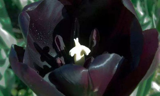 世界上鲜花颜色各异,为何黑色花卉很少见?