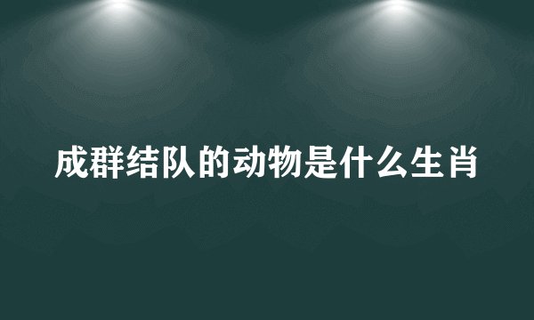 成群结队的动物是什么生肖