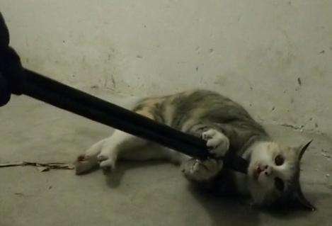 虐猫男老家75岁爷爷奶奶不断收到血手套花圈,这样做有意义吗?