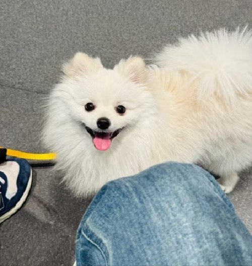 狐狸犬多少元一只？