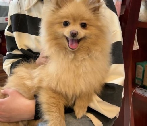狐狸犬多少元一只?