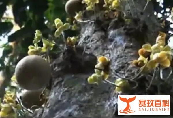 印尼的这种水果,吃了能让人秒变“香妃”,放屁都带花香味!