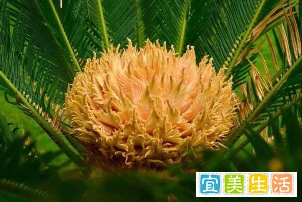 为什么说铁树不容易开花？