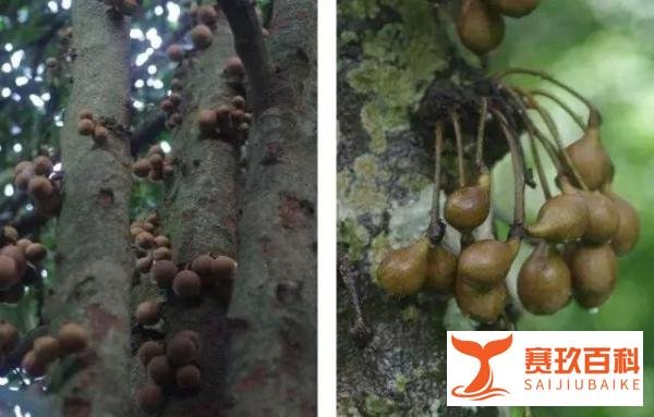 印尼的这种水果,吃了能让人秒变“香妃”,放屁都带花香味!