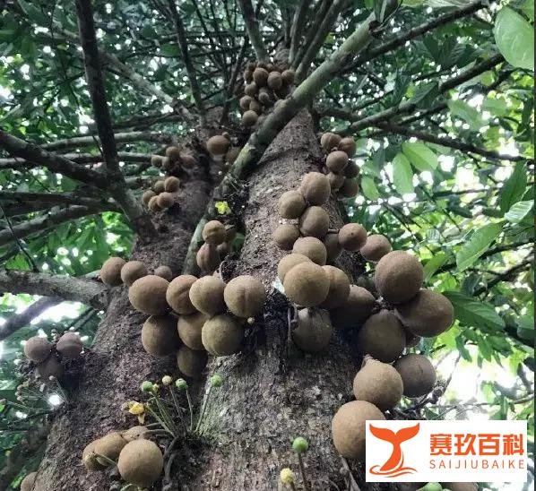 印尼的这种水果，吃了能让人秒变“香妃”，放屁都带花香味！