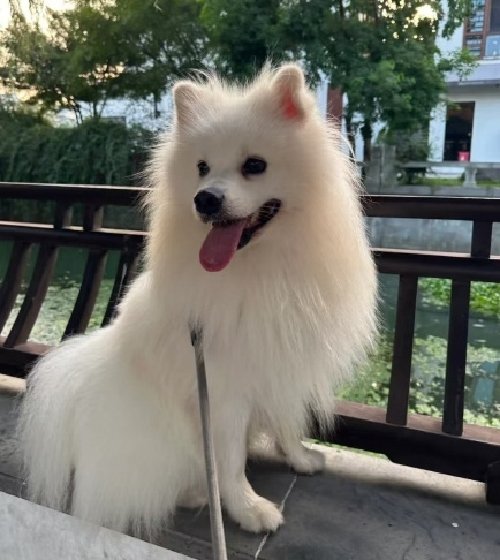 狐狸犬多少元一只?