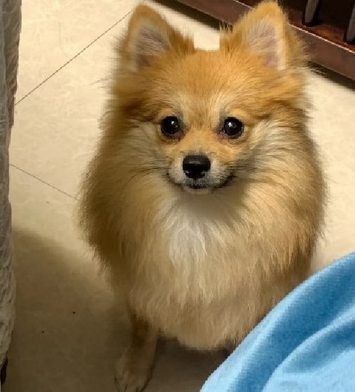 狐狸犬多少元一只?