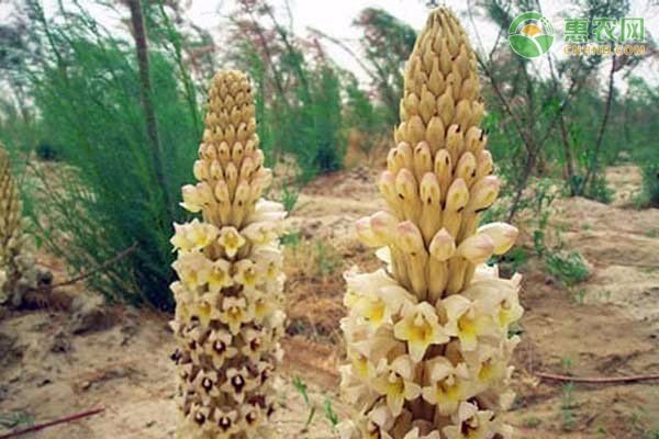 野生肉苁蓉一斤多少