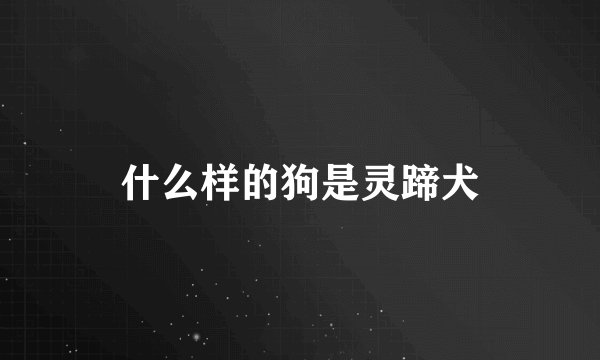 什么样的狗是灵蹄犬