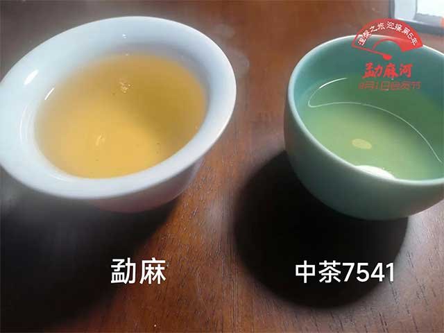 中茶7541和7741的区别是什么?
