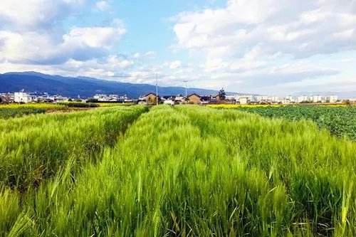 多地紧急排查割青麦行为，粮食价格是否会因此上涨？
