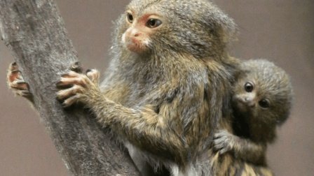 张家界景区一只猴子咬烂游客兜里牛奶猛喝,给游客造成了哪些影响?