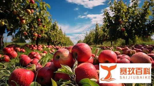 什么是「本质」,本质的本来是什么?