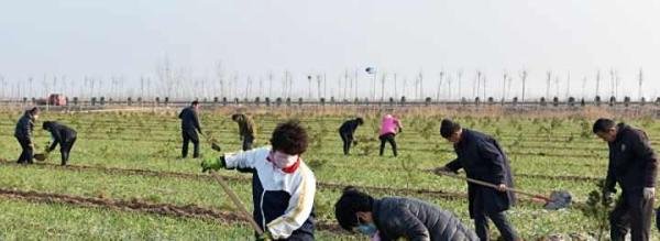 四旁植树是什么意思蚂蚁新村答案