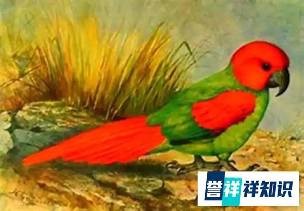 已灭绝鹦鹉种类（马斯卡林群岛）