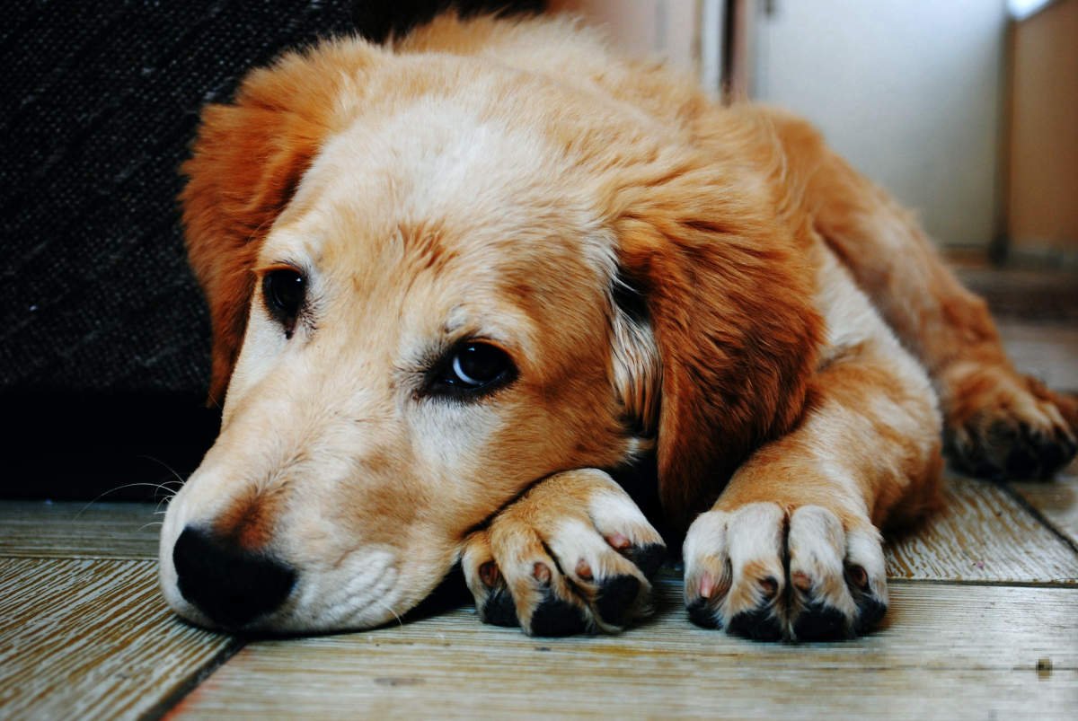 犬类脓皮症怎么治疗