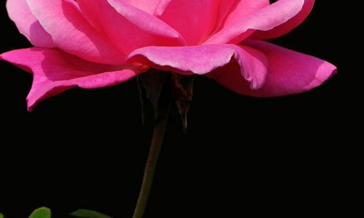 世界上鲜花颜色各异，为何黑色花卉很少见？