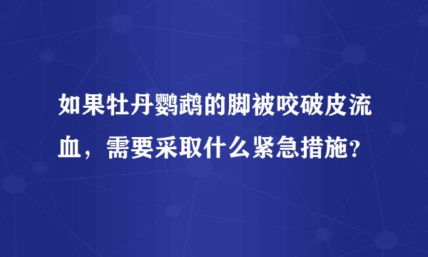 如果牡丹鹦鹉的脚被咬破皮流血，需要采取什么紧急措施？