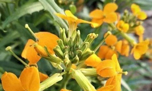 wallflower 是什么意思 ?