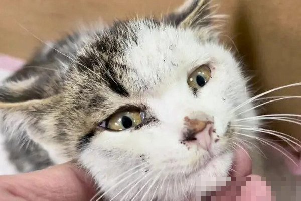 猫咪体温38度是发烧了