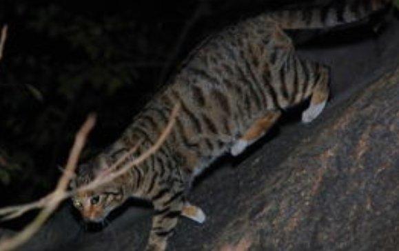 野猫是几级保护动物?
