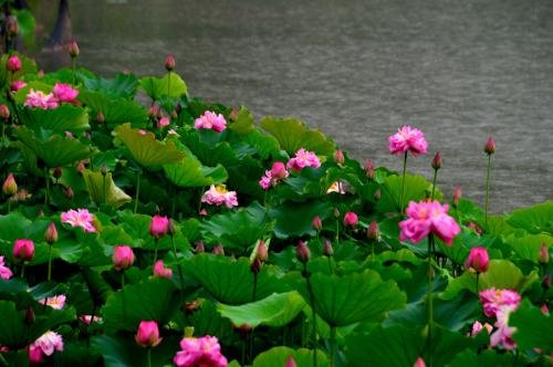 《夏感》的分段与段意？