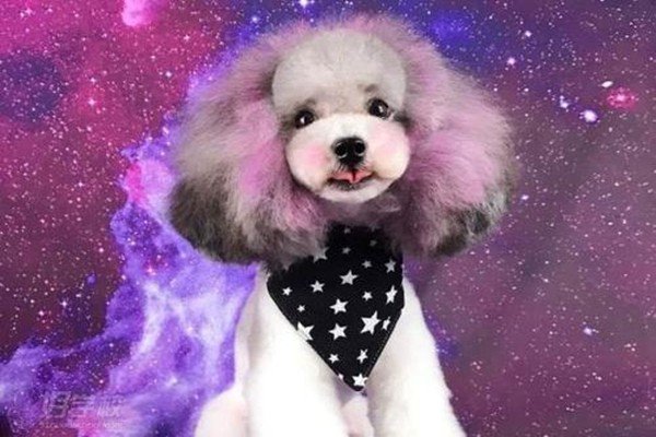 宠物美容培训哪家好