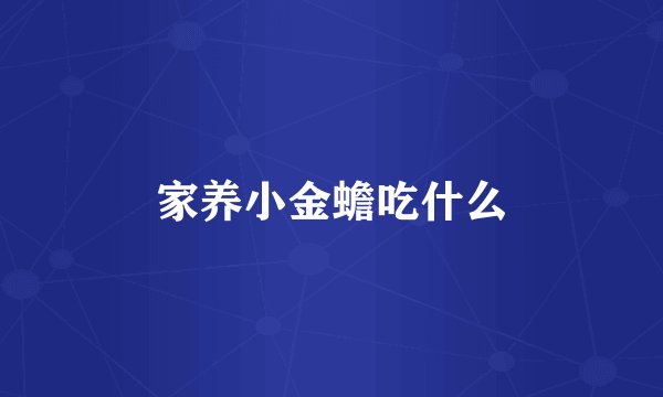 家养小金蟾吃什么