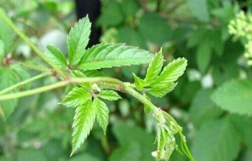 绞股蓝哪里产的最好