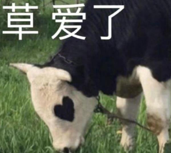 cj小白瓶水乳真的可