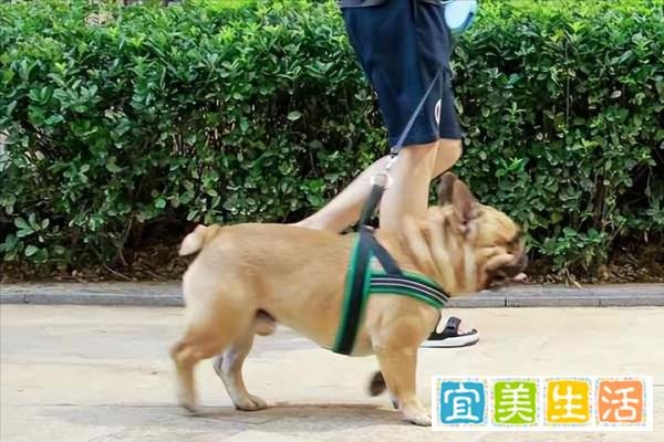 狗狗交配途中被打断，会导致什么后果？