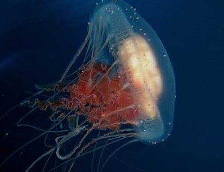 美国科学家拍到罕见冥河水母，这种水母有什么特点？