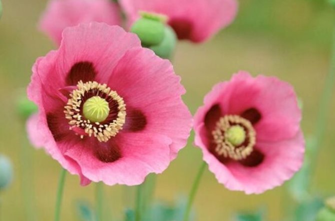 花语代表杀戮是什么花？