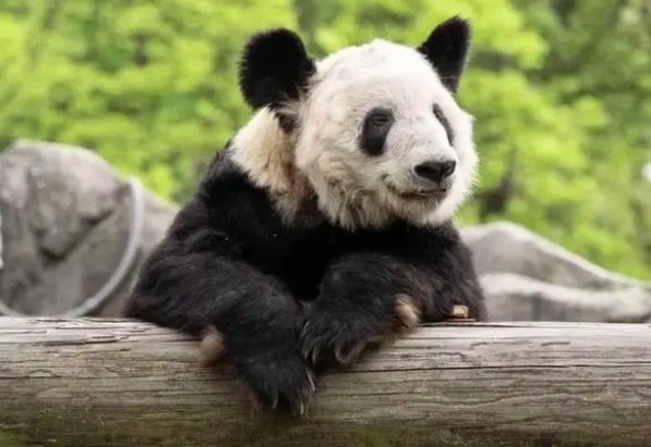 大熊猫丫丫回国后在哪个动物园
